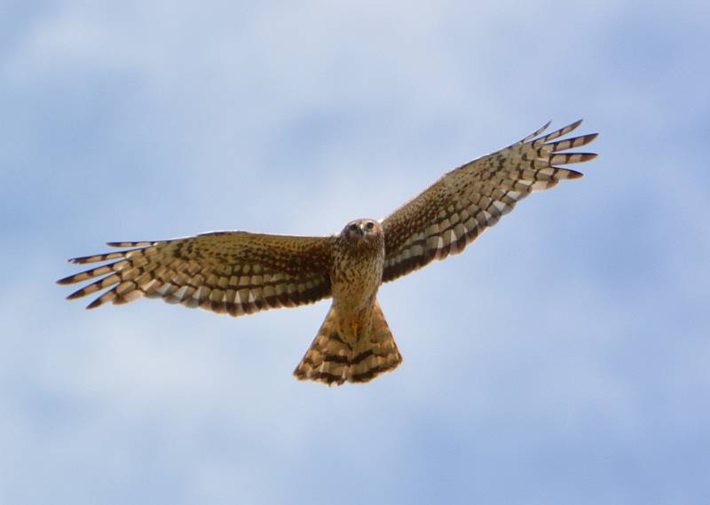 Northern Harrier