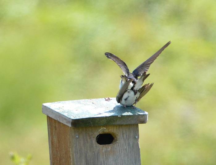 swallows