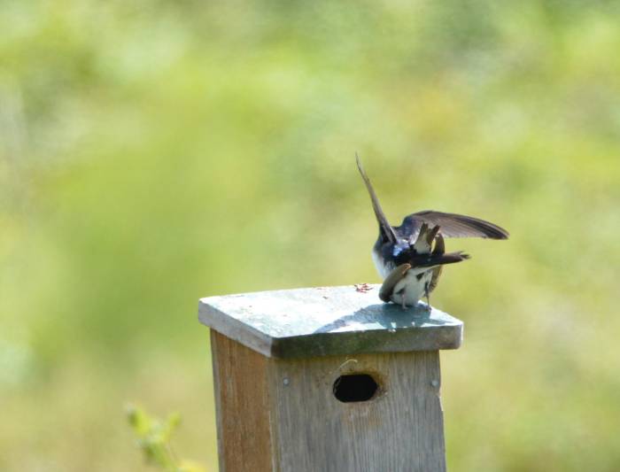 swallows