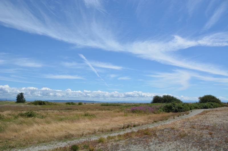 blue sky meadow