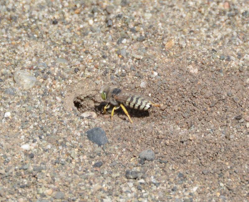 burrowing wasp