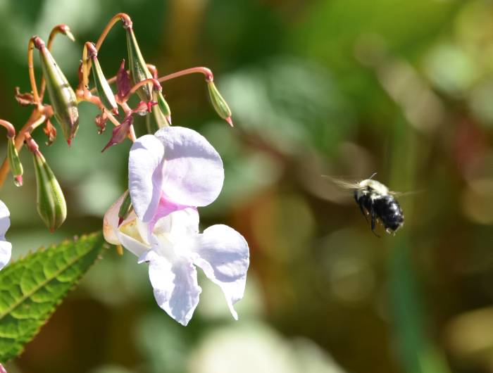 cipywnyk_deer_lake_bee_1_20160820