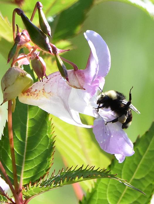 cipywnyk_deer_lake_bee_5_20160820