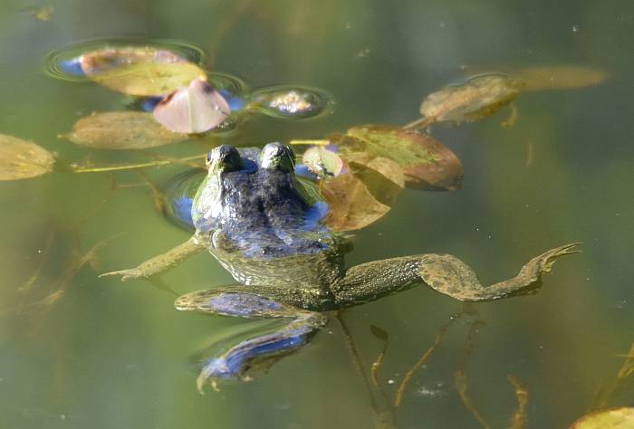 cipywnyk_deer_lake_frog_1_20160820