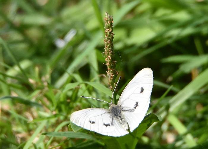 cipywnyk_deer_lake_moth_1_20160820