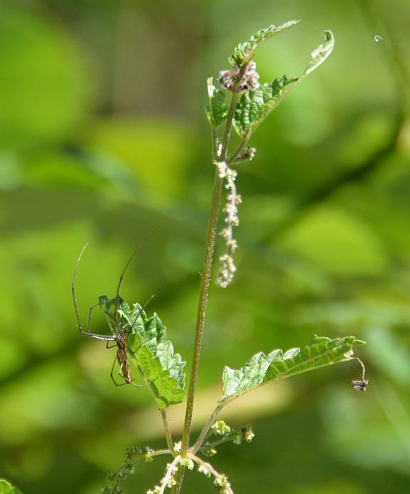  Deer Lake spider