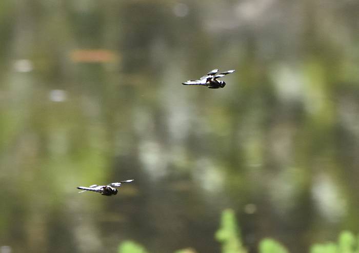 cipywnyk_fraser_foreshore_dragonfly_1_20160820