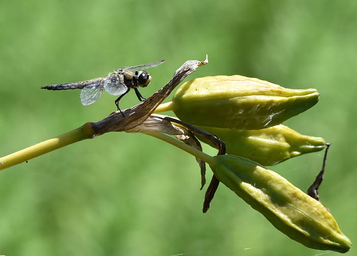 cipywnyk_fraser_foreshore_dragonfly_2_20160820