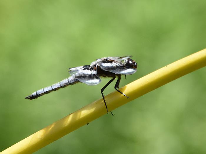 cipywnyk_fraser_foreshore_dragonfly_3_20160820