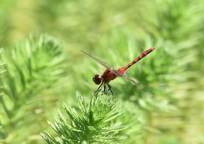 cipywnyk_fraser_foreshore_dragonfly_4_20160820