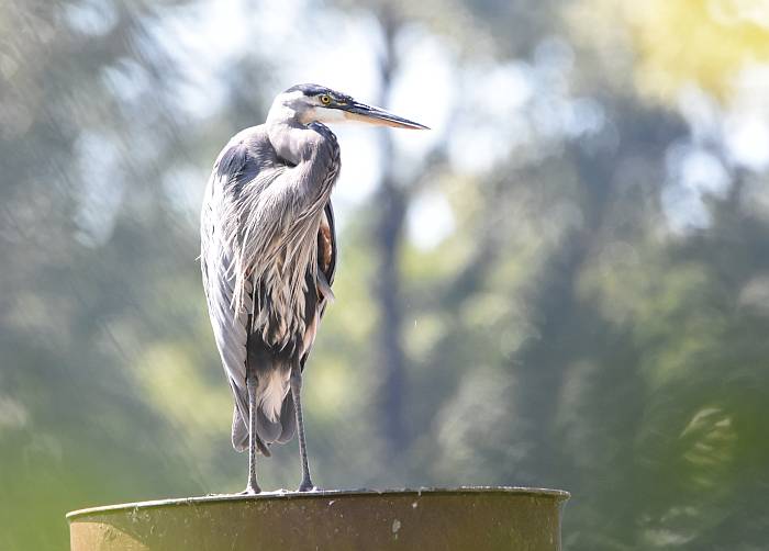 cipywnyk_fraser_foreshore_heron_1_20160820