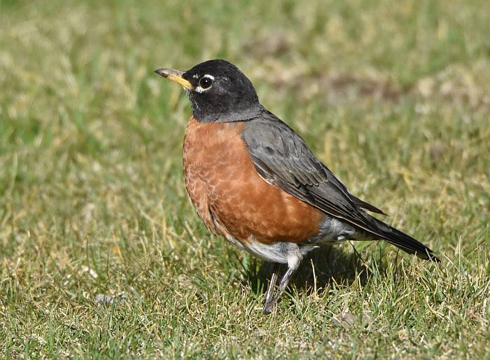 cipywnyk_american_robin_1_manning_20160912