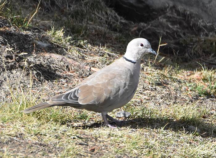 cipywnyk_collared_dove_1_manning_20160912