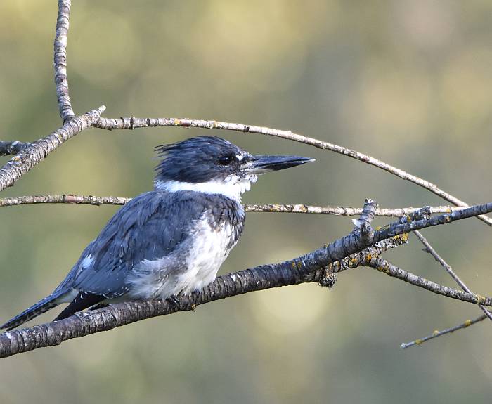 cipywnyk_kingfisher_burnaby_foreshore_park_20160904