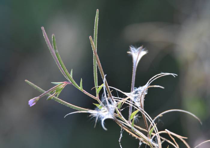 cipywnyk_pond_plants_burnaby_foreshore_park_20160904