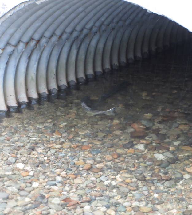 chum salmon byrne creek