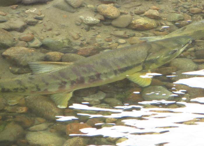 chum spawners byrne creek burnaby bc