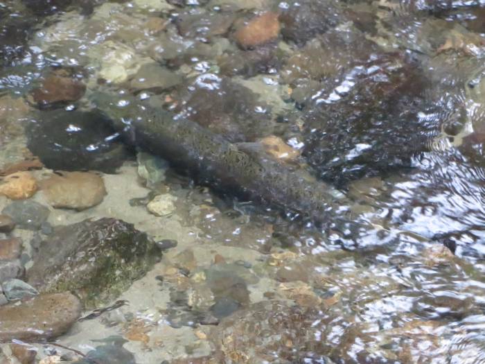 Byrne Creek spawning salmon