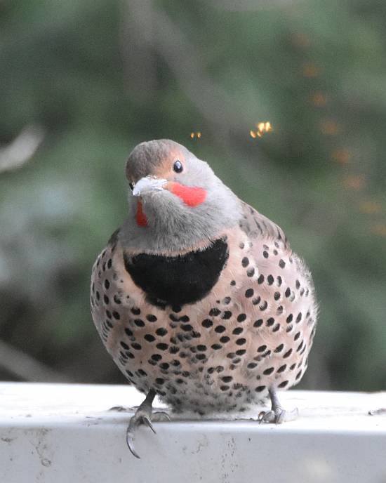 Northern Flicker