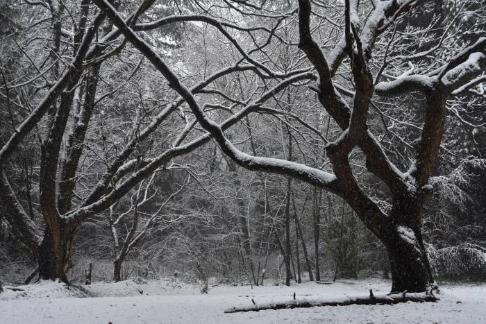 cipywnyk_burnaby_snow_byrne_creek_old_farm_trees_20161204