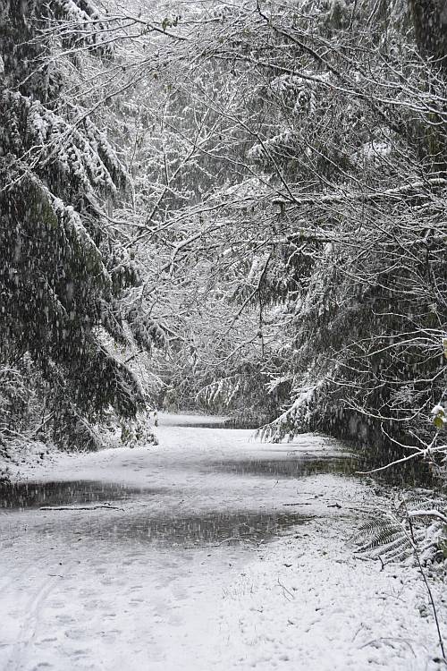 cipywnyk_burnaby_snow_byrne_creek_snow_12_20161204