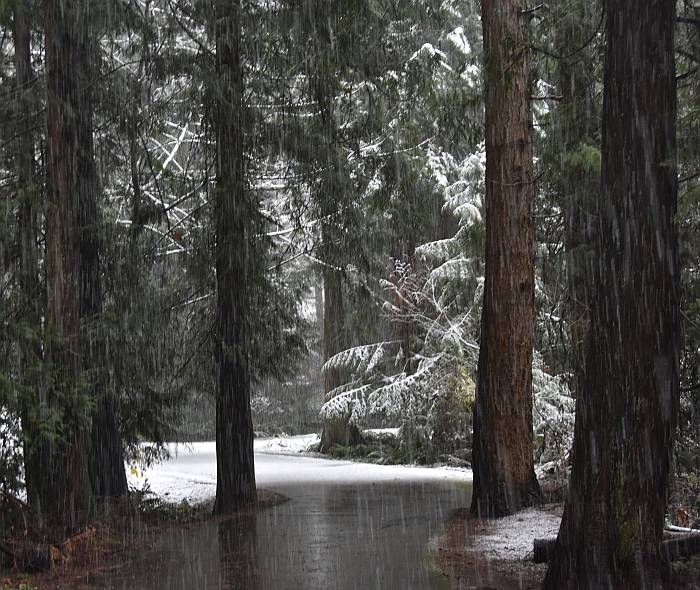 cipywnyk_burnaby_snow_byrne_creek_snow_13_20161204