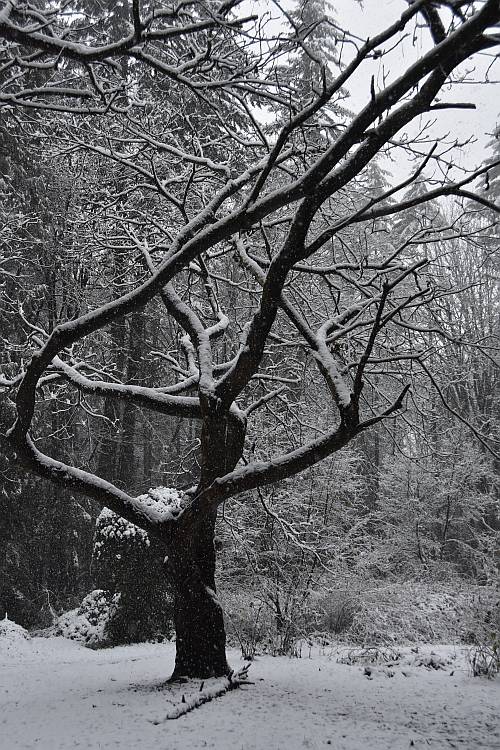 Snowy Byrne Creek walk