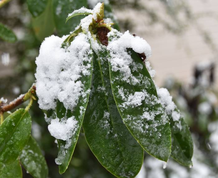 cipywnyk_burnaby_snow_byrne_creek_snow_1_20161204