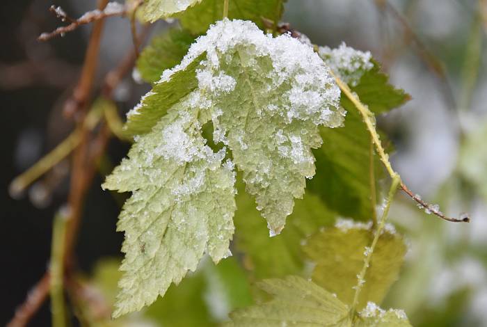 cipywnyk_burnaby_snow_byrne_creek_snow_2_20161204