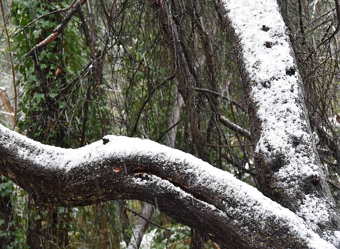 cipywnyk_burnaby_snow_byrne_creek_snow_5_20161204