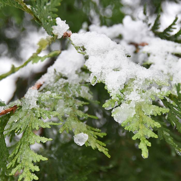 cipywnyk_burnaby_snow_byrne_creek_snow_6_20161204