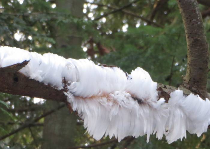 Byrne Creek Hair Ice