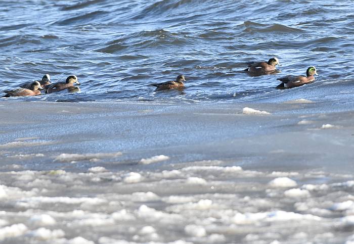 cipywnyk_american_wigeon_centennial_beach_1_20170105