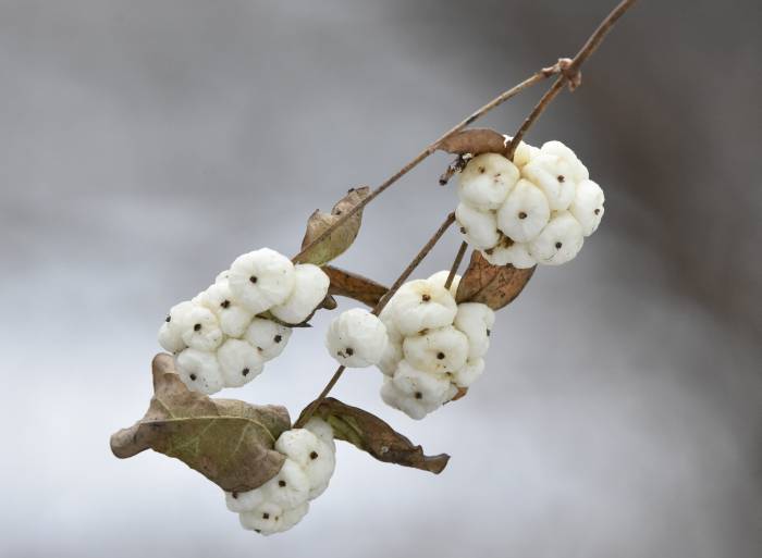 cipywnyk_burnaby_fraser_foreshore_berries_1_20170106