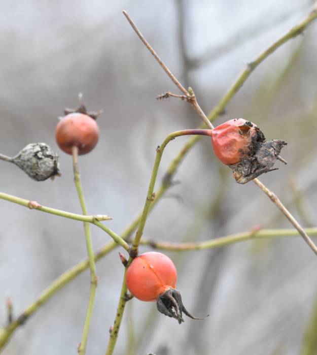 cipywnyk_burnaby_fraser_foreshore_berries_2_20170106