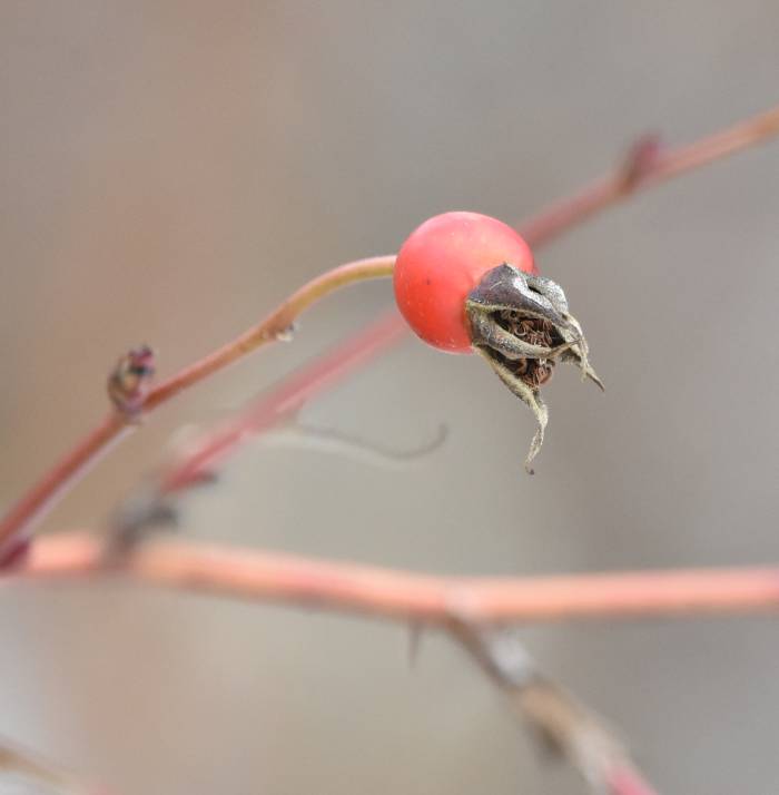 cipywnyk_burnaby_fraser_foreshore_berries_4_20170106