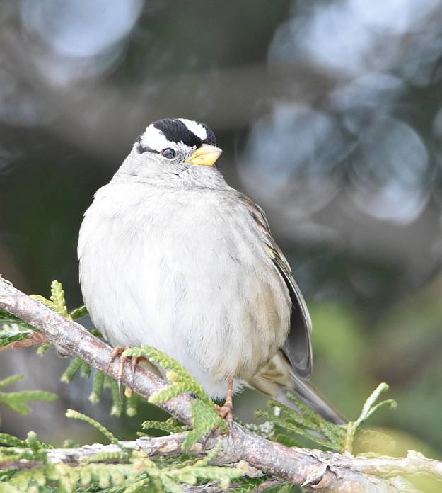 Fraser Foreshore Birds, Nature