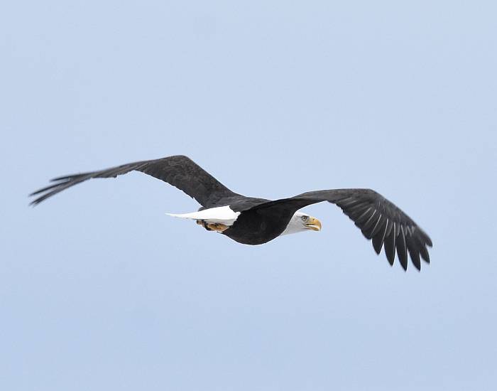 cipywnyk_burnaby_fraser_foreshore_eagle_1_20170106