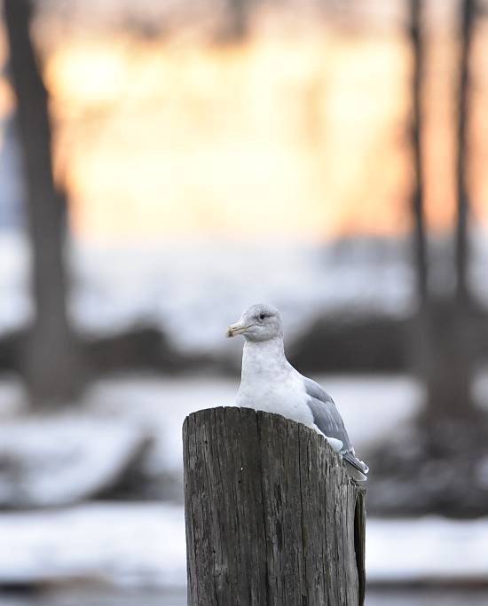 cipywnyk_burnaby_fraser_foreshore_gull_1_20170106