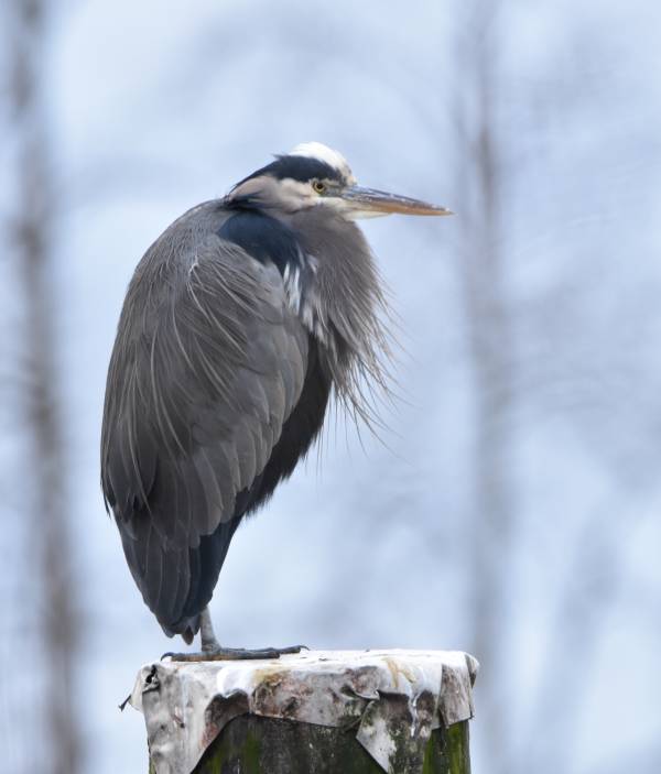 cipywnyk_burnaby_fraser_foreshore_heron_1_20170106