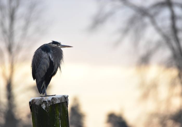 cipywnyk_burnaby_fraser_foreshore_heron_2_20170106