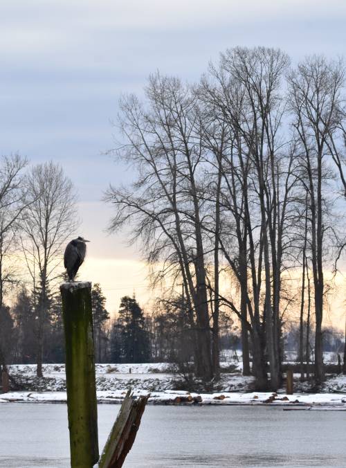 cipywnyk_burnaby_fraser_foreshore_heron_3_20170106