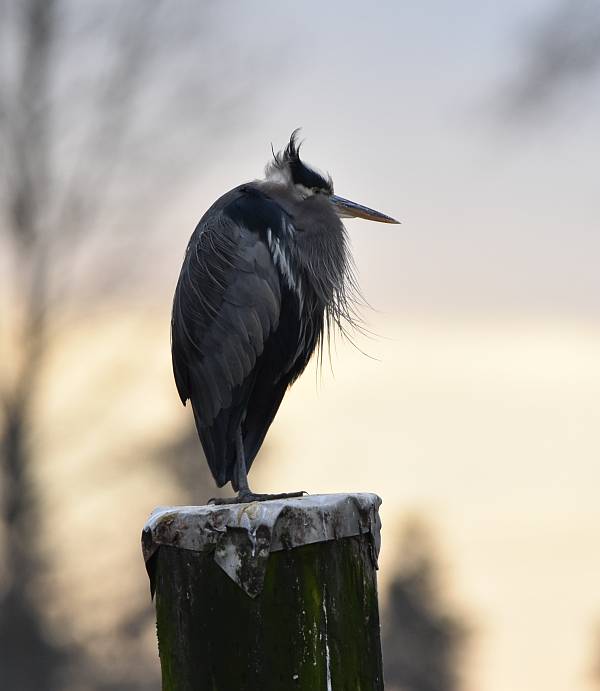 cipywnyk_burnaby_fraser_foreshore_heron_4_20170106