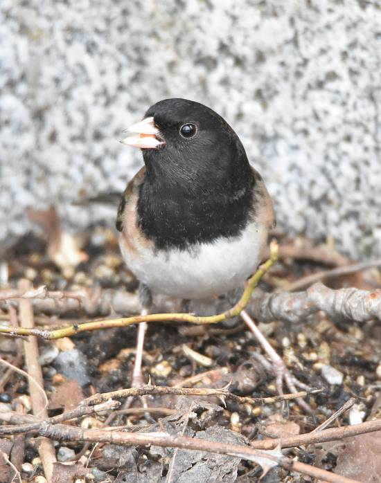 cipywnyk_burnaby_fraser_foreshore_junco_2_20170106