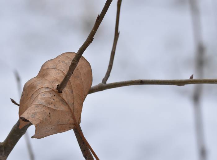 cipywnyk_burnaby_fraser_foreshore_leaves_4_20170106