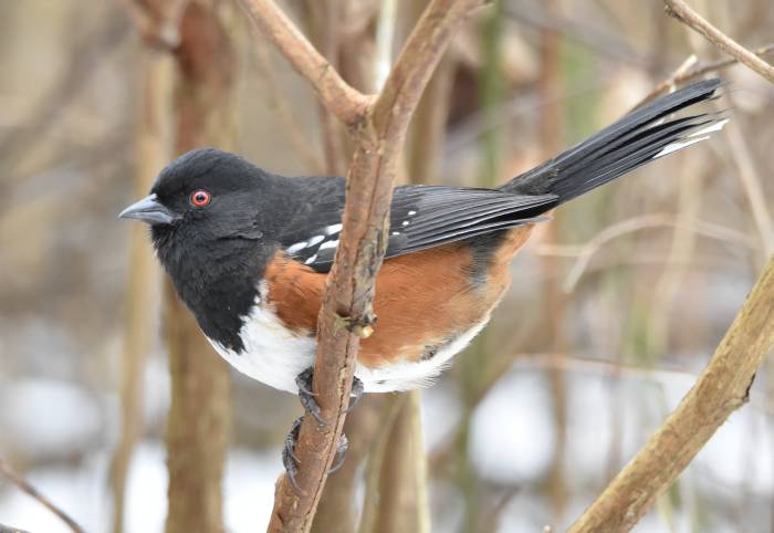 cipywnyk_burnaby_fraser_foreshore_towhee_1_20170106