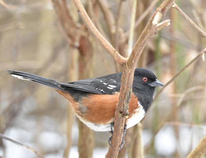 cipywnyk_burnaby_fraser_foreshore_towhee_2_20170106