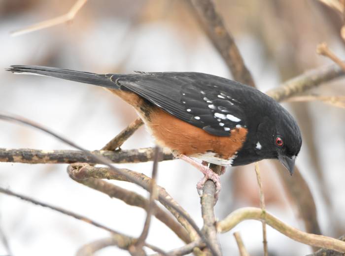 cipywnyk_burnaby_fraser_foreshore_towhee_3_20170106