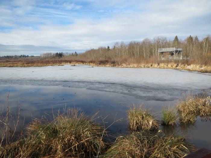 Burnaby Lake