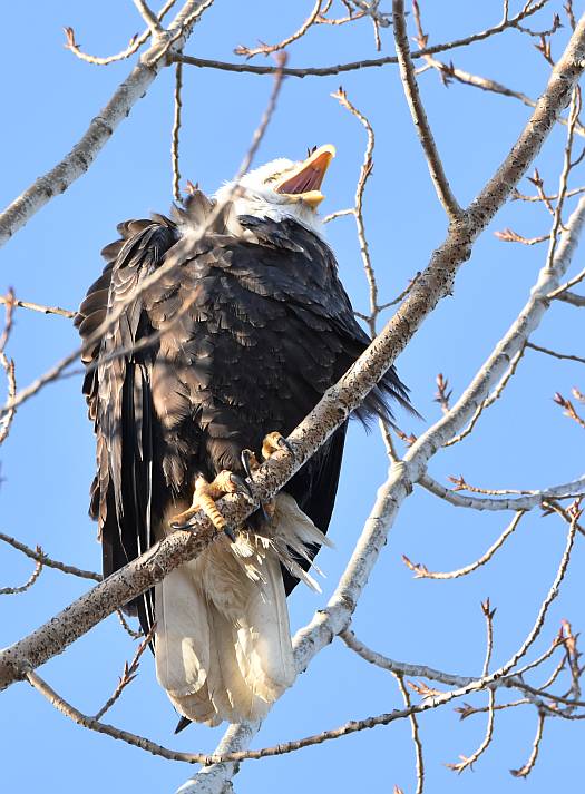 cipywnyk_eagle_centennial_beach_1_20170105